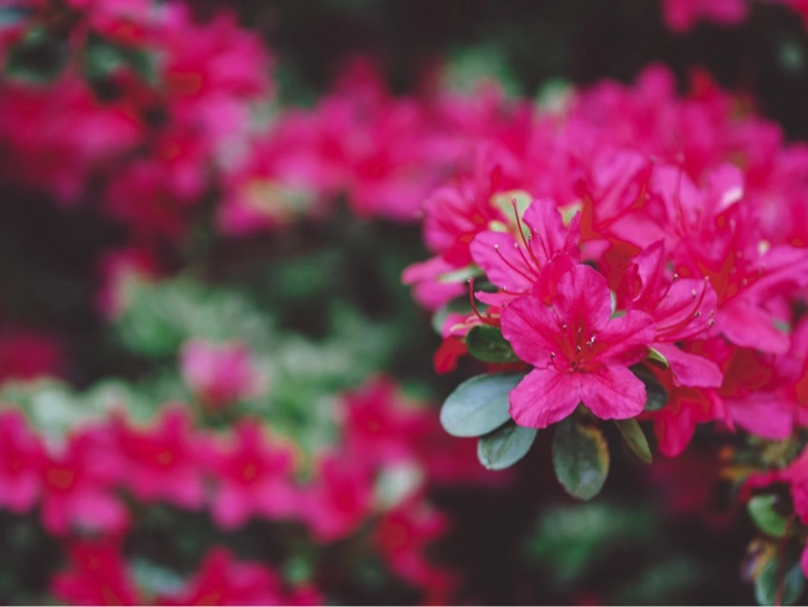 Opening Up to Nature 
