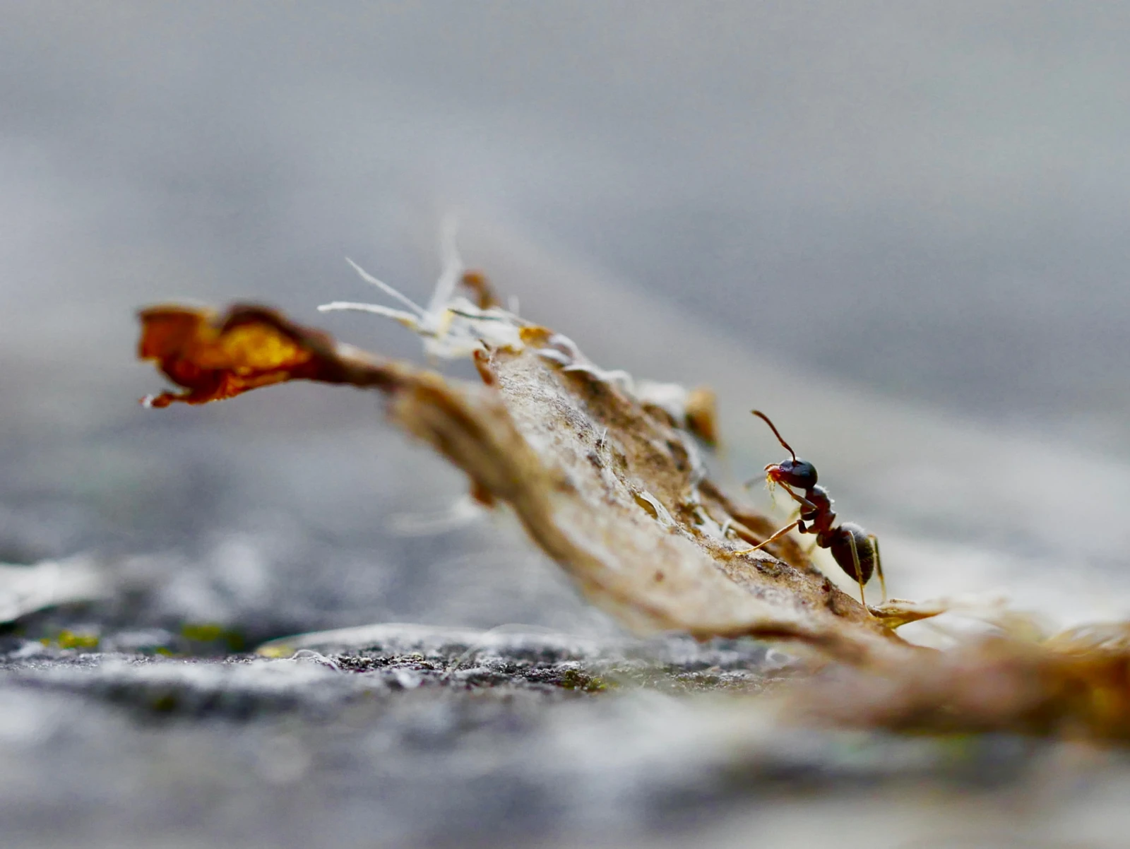 Why vulnerability is strength